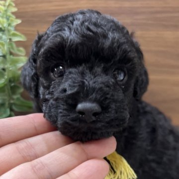 トイプードル(タイニー)【兵庫県・男の子・2025年10月3日・ブラック】の写真「とても可愛いお顔です♡3兄弟です」