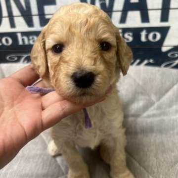 スタンダードプードル【兵庫県・女の子・2025年10月4日・クリーム】の写真「綺麗なクリーム色です♡」