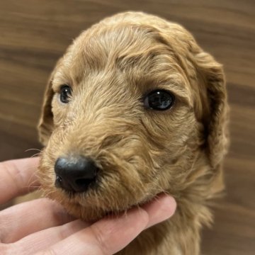 スタンダードプードル【兵庫県・女の子・2025年10月3日・リボン無しちゃん】の写真「綺麗なお顔の女の子です♡」