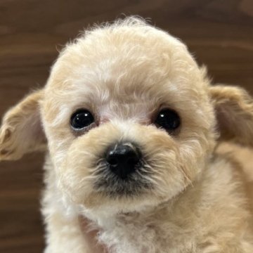 トイプードル(タイニー)【兵庫県・男の子・2025年6月4日・アプリコット、クリーム】の写真「とても可愛いお顔の男の子です♪」