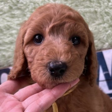 スタンダードプードル【兵庫県・女の子・2025年10月4日・レッド】の写真「11月24日までの募集となります。」