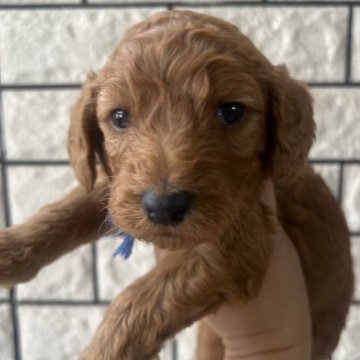 スタンダードプードル【兵庫県・男の子・2025年10月4日・レッド】の写真「綺麗な毛色、可愛いお顔の男の子♡」