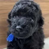 タイニープードル