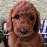 スタンダードプードル