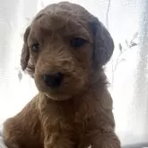 スタンダードプードル