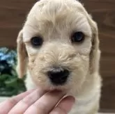 スタンダードプードル【兵庫県・女の子・2025年10月4日・クリーム】の写真1「薄いクリーム色です♡」