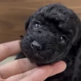 タイニープードル