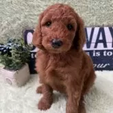 スタンダードプードル【兵庫県・男の子・2025年10月4日・レッド】の写真2