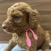 スタンダードプードル【兵庫県・女の子・2025年10月4日・レッド】の写真2