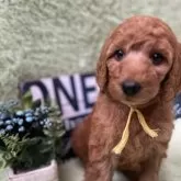 スタンダードプードル【兵庫県・女の子・2025年10月4日・レッド】の写真2