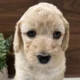 スタンダードプードル【兵庫県・女の子・2025年10月4日・クリーム】の写真2