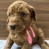 スタンダードプードル【兵庫県・女の子・2025年10月4日・レッド】の写真3