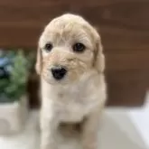 スタンダードプードル【兵庫県・女の子・2025年10月4日・クリーム】の写真3