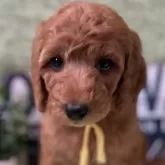 スタンダードプードル【兵庫県・女の子・2025年10月4日・レッド】の写真3