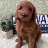 スタンダードプードル【兵庫県・男の子・2025年10月4日・レッド】の写真4