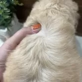 スタンダードプードル【兵庫県・女の子・2025年10月4日・クリーム】の写真5