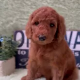 スタンダードプードル【兵庫県・男の子・2025年10月4日・レッド】の写真5