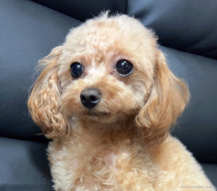 トイプードル【・女の子・2023年11月28日・アプリコット】