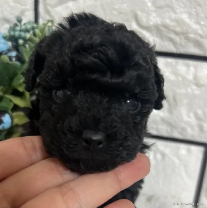 ID：2311-02018の子犬