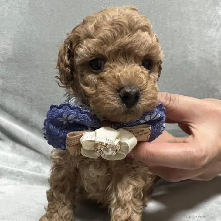 ID：2210-04707の子犬