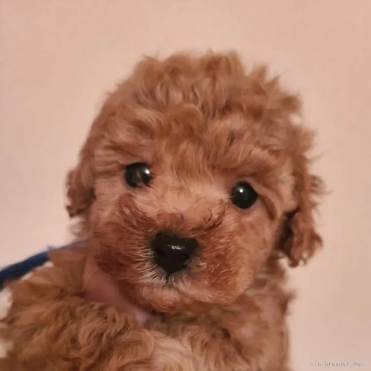ID：2304-01732の子犬