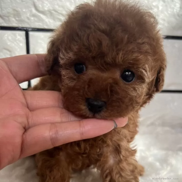 ID：2401-01842の子犬