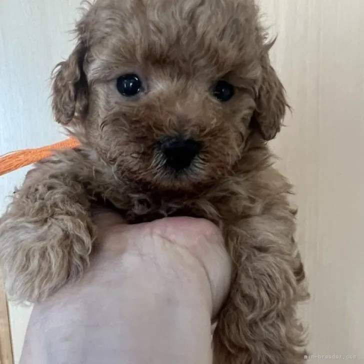 ID：2304-01733の子犬