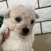 タイニープードル【兵庫県・男の子・2024年4月17日・ホワイト】の写真1「小さい男の子です♪」