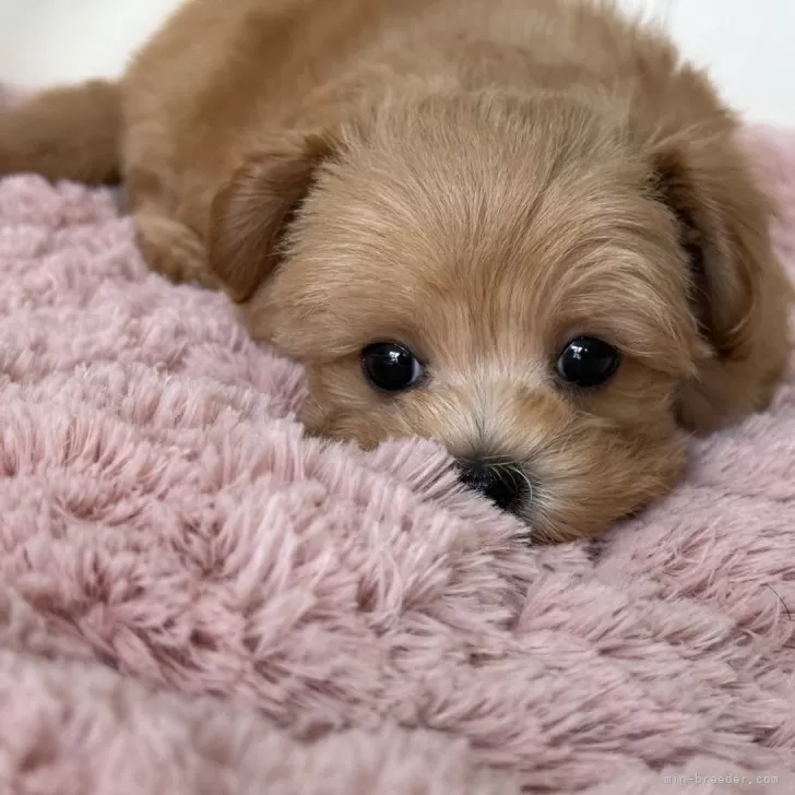 ID：2502-00664の子犬