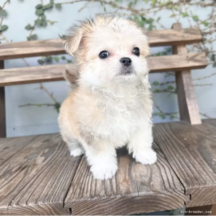 ID：2507-03435の子犬