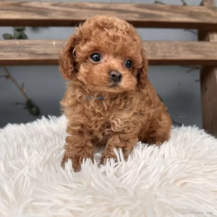 ID:2505-07428の子犬
