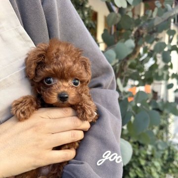 トイプードル(ティーカップ)【長崎県・男の子・2025年9月19日・レッド】の写真「可愛すぎる男の子」