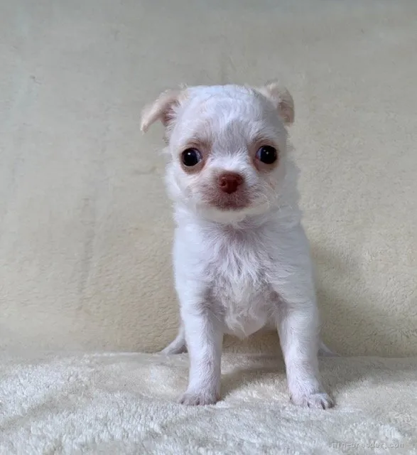 ID：2006-01646の子犬