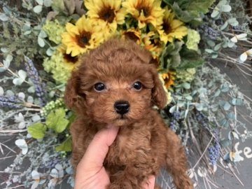 トイプードル(タイニー)【長崎県・男の子・2021年7月18日・レッド】の写真「ちょっとシャイな男の子♪PRA発症しません！」