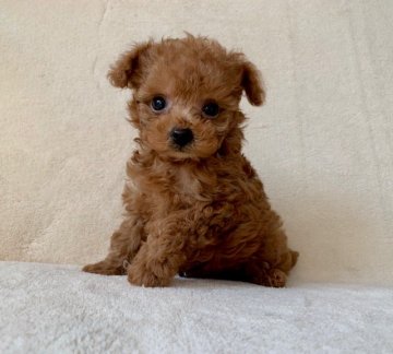 トイプードル(ティーカップ)【長崎県・男の子・2019年11月15日・レッド】の写真「小ぶりサイズで可愛いお顔の男の子です。」