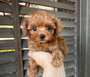 トイプードル(ティーカップ)【長崎県・女の子・2022年9月13日・レッド】の写真「お顔が可愛い小さな女の子♥︎」