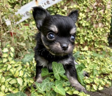 チワワ(ロング)【長崎県・男の子・2020年7月7日・ブラックタン】の写真「イケメン期待の男の子です♪」