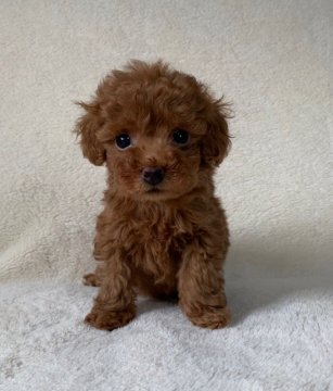トイプードル(タイニー)【長崎県・女の子・2019年7月19日・レッド】の写真「美形の両親から生まれた可愛い女の子」