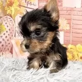 ヨークシャーテリア【愛知県・女の子・2025年9月17日・スチール、ブルー&タン♡】の写真2