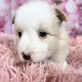 ボーダーコリー【愛知県・女の子・2025年10月8日・レッド&ホワイト♡】の写真12