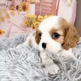 キャバリア【愛知県・男の子・2025年9月12日・ブレンハイム♡】の写真10