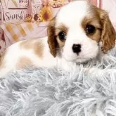 キャバリア【愛知県・男の子・2025年9月12日・ブレンハイム♡】の写真11