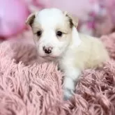 ボーダーコリー【愛知県・女の子・2025年10月8日・レッド&ホワイト♡】の写真3