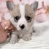 ウェルシュ・コーギー・ペンブローク【愛知県・女の子・2025年5月13日・レッド&ホワイト♡】の写真14