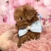 ティーカッププードル【愛知県・男の子・2025年9月27日・レッド♡】の写真12