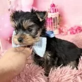 ヨークシャーテリア【愛知県・男の子・2025年10月7日・スチール、ブルー&タン♡】の写真13