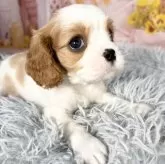 キャバリア【愛知県・男の子・2025年9月12日・ブレンハイム♡】の写真13