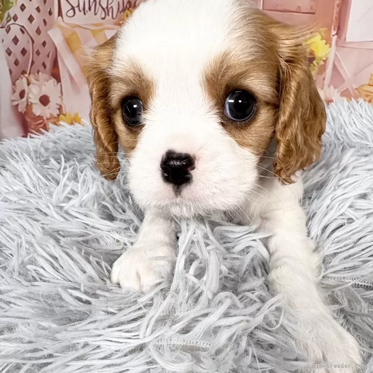 キャバリア【愛知県・男の子・2025年9月12日・ブレンハイム♡】の写真1