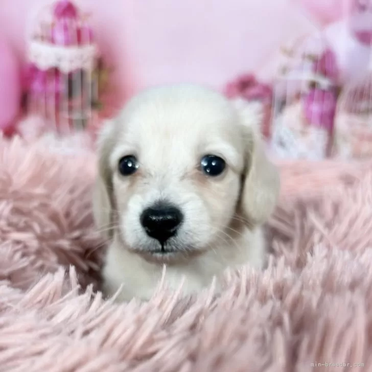 H.A 様のお迎えした子犬