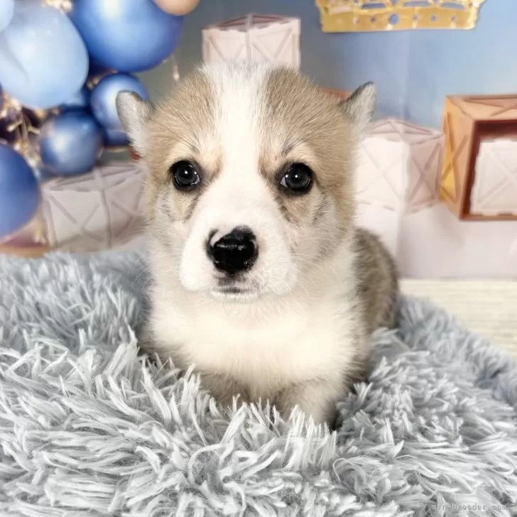 ID：2506-06957の子犬